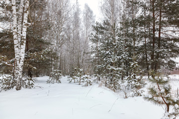 Winter pine forest under white snow. Landscape