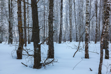 Winter pine forest under white snow. Landscape