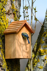 Nichoir mésange bleue