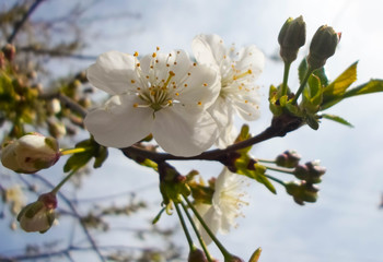 snow-white flowers on a cherry tree. flowering cherry tree in spring