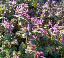 Obraz premium flowers in the garden