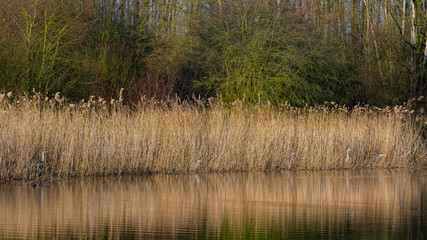 Ein Schilfgürtel an einem Gewässer
