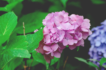 紫陽花
