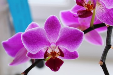 Close-up Of Pink Orchid Blooming Outdoors