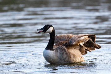 Kanadagans faltet ihre Schwingen zusammen