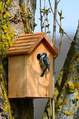 Nichoir mésange bleue © JAN KASZUBA