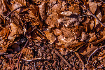 dry leaves background and texture