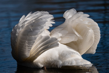 Obraz premium Höckerschwan mänchen in Drohhaltung