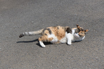 Fototapeta premium 寝転ぶ猫