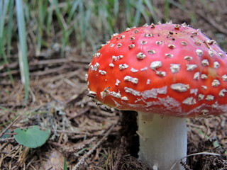 red toadstool in the woods
