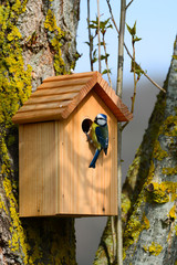 Nichoir mésange bleue
