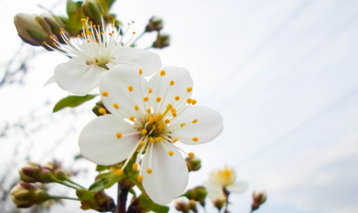 snow-white flowers on a cherry tree. flowering cherry tree in spring