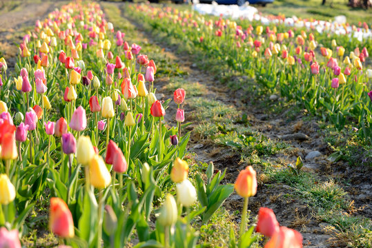 dans un champ de tulipe 