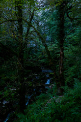 Ruisseau en forêt