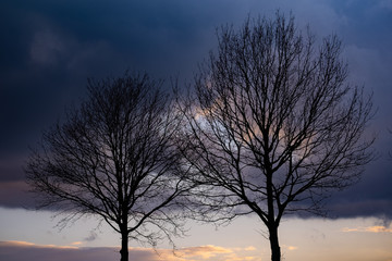 Fototapeta na wymiar Bäume vor dunklen Wolken