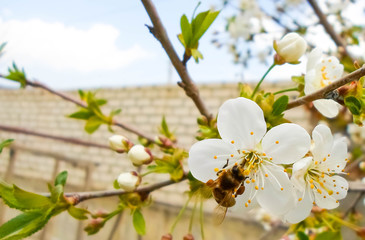 snow-white flowers on a cherry tree. flowering cherry tree in spring