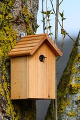 Nichoir mésange bleue