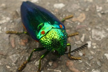 Close up on a colorful beetle