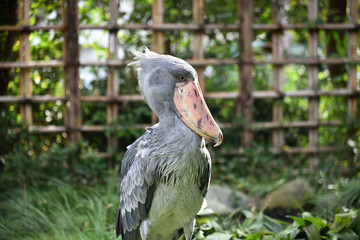 Shoebill, a big bird in Africa