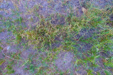 Green grass in patches on ground dirt