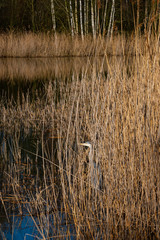 Ein Graureiher steht im Schilf in der Sonne