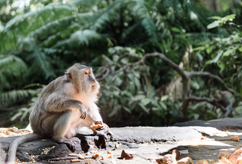 Adult gray monkey sit on the ground in the background of the jungle