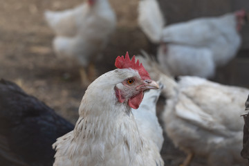 The chicken is a type of domesticated fowl.