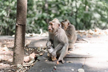 Two monkeys sit on the ground and eat