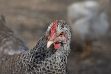 The chicken is a type of domesticated fowl.