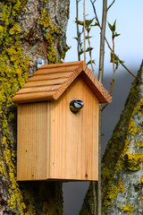 Nichoir mésange bleue