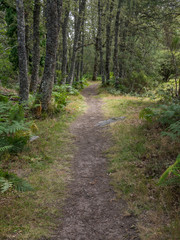Cascada de Sotillo waterfall hiking trail, a path through oak forest (Quercus Pyrenaica) in Sanabria, Zamora, Spain