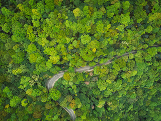 Aerial drone view of trail in spring tropical forest