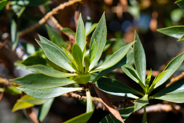 Leaves on tree outside branches green close up