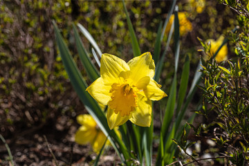 Narcissus is a genus of predominantly spring perennial plants. Various common names including...