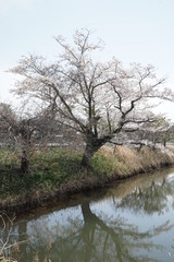 Fototapeta na wymiar 桜咲く公園