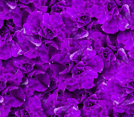 Seamless pattern of purple petunia flowers. Natural floral background in dark colors.