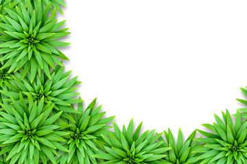 Isolated natural background of lily leaves. The concept of summer exotic.