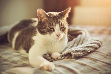 A fluffy tabby house cat with pleasure and comfort lies on a soft bed with a woolen knitted gray blanket, illuminated by sunlight.