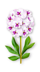 Offbeat flower of pansies. Composition of white-pink pansies with peony leaves. Art object on a white background.