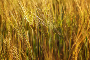 Ripe ears of wheat field as background