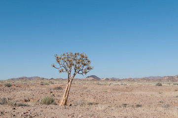 albero solitario africa