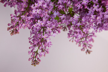 A branch of blossoming lilac (syringa) flowers. Lilac background. Lilac closeup.