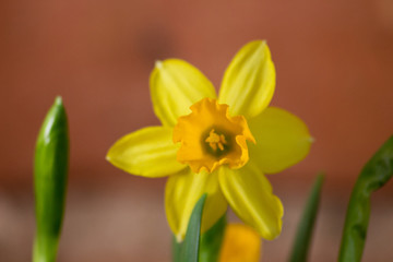 Obraz premium Yellow Daffodils (Narcissus) flower in Spring. Beautiful spring time and Easter decoration.