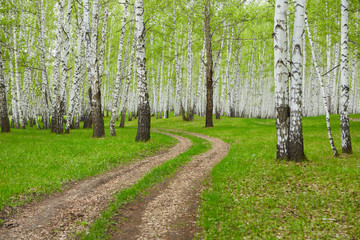Spring day in the birch forest, trees along the forest path