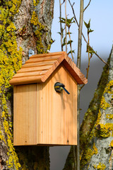 Nichoir mésange bleue