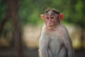 Fototapeta premium Monkey