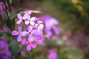 purple flowers in the forest