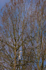 Ein Graureiher sitzt in einem Baum am Morgen