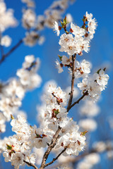 Flowering branch apricot tree against a blue sky