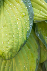 water drops on leaf